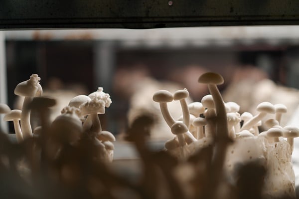 Functional Mushrooms